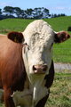 IMG_0060a-web.JPG