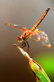 Gold Dragonfly