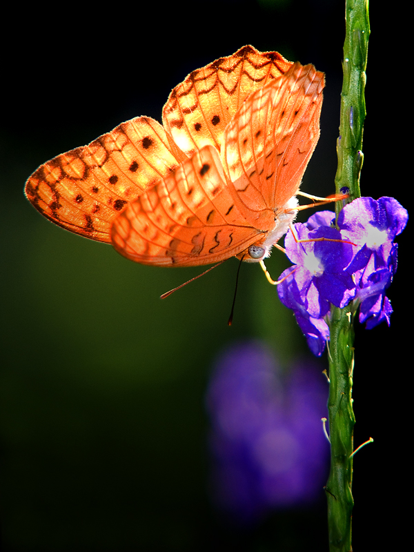 Butterfly Feeding