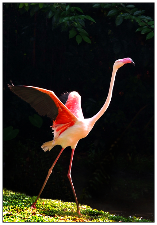 Flamingo on the Run.jpg