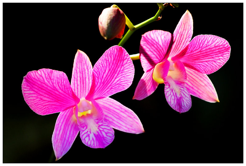 Twin Orchids