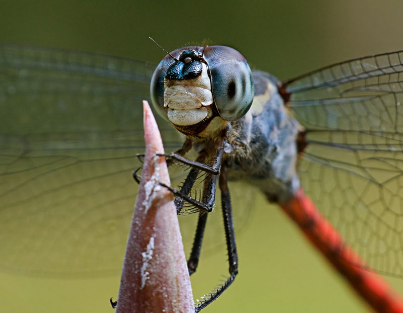 Dragonfly_0781.jpg