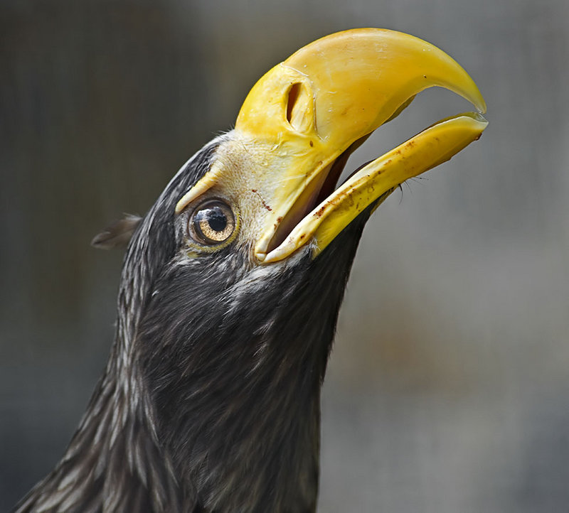 Steller Sea eagle_6669.jpg