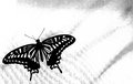Butterfly (Week 15)