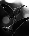 Plant (Week 20)