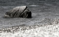 Rock (Week 23)
