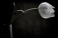Flower and vase (Week 29)