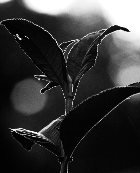 Plant (Week 20)