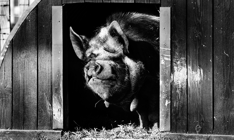 Pig (Week 25)
