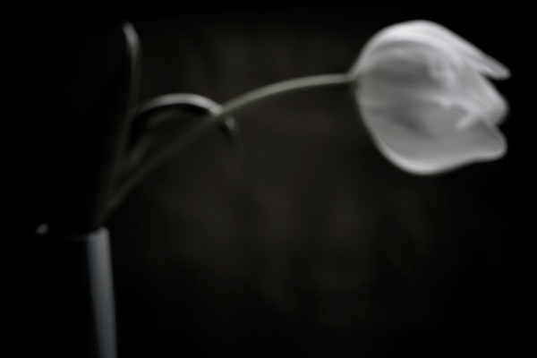 Flower and vase (Week 29)