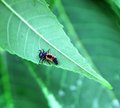 Leaf Roamer
