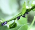 Spotted Lanternflies