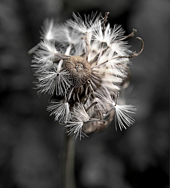 Bad Hair Day
