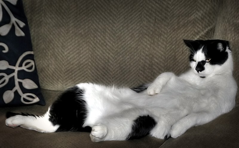 Sammy's Diva Pose