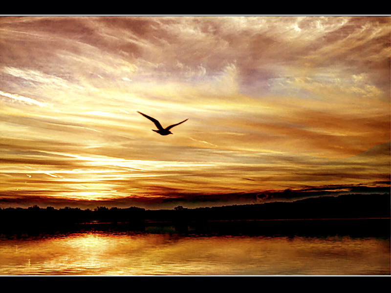 Free as a Bird