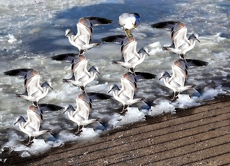 Gull version of Swan Lake