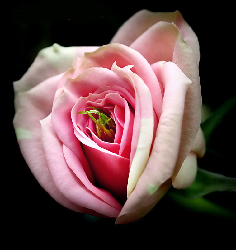 Heart of a Rose