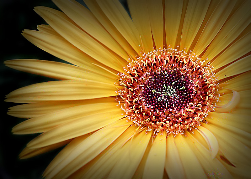 Gerbera