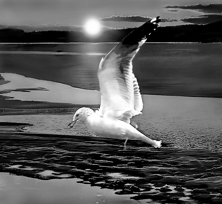 Sunset Gull