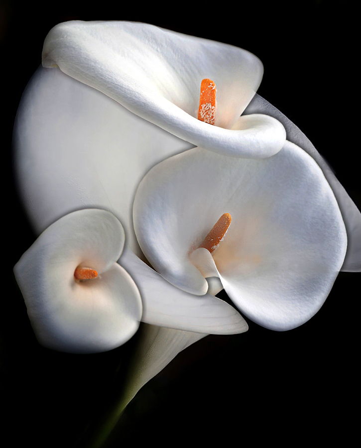 Four Lilies