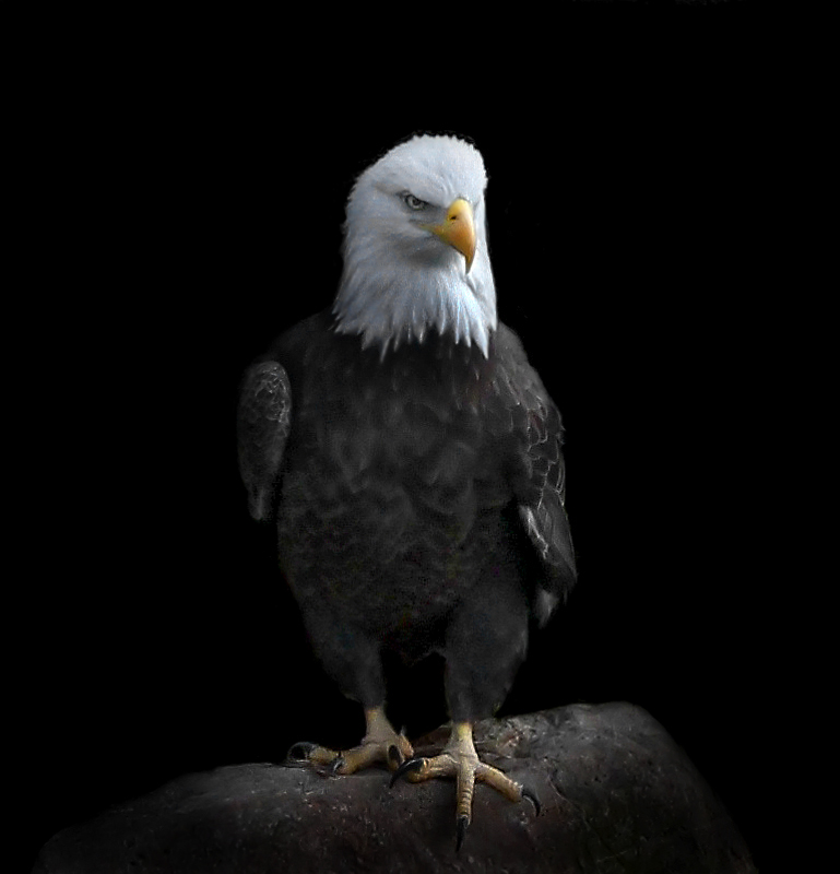 The Watch
