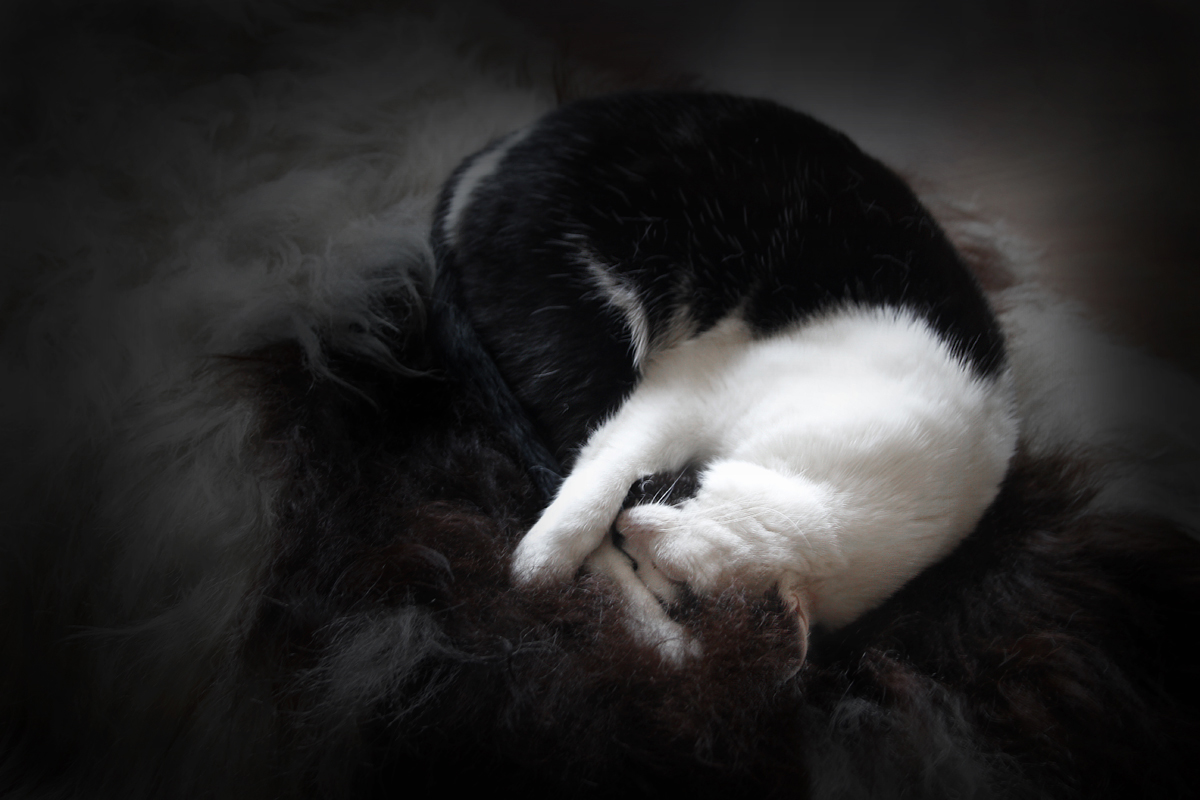 Dilly Napping