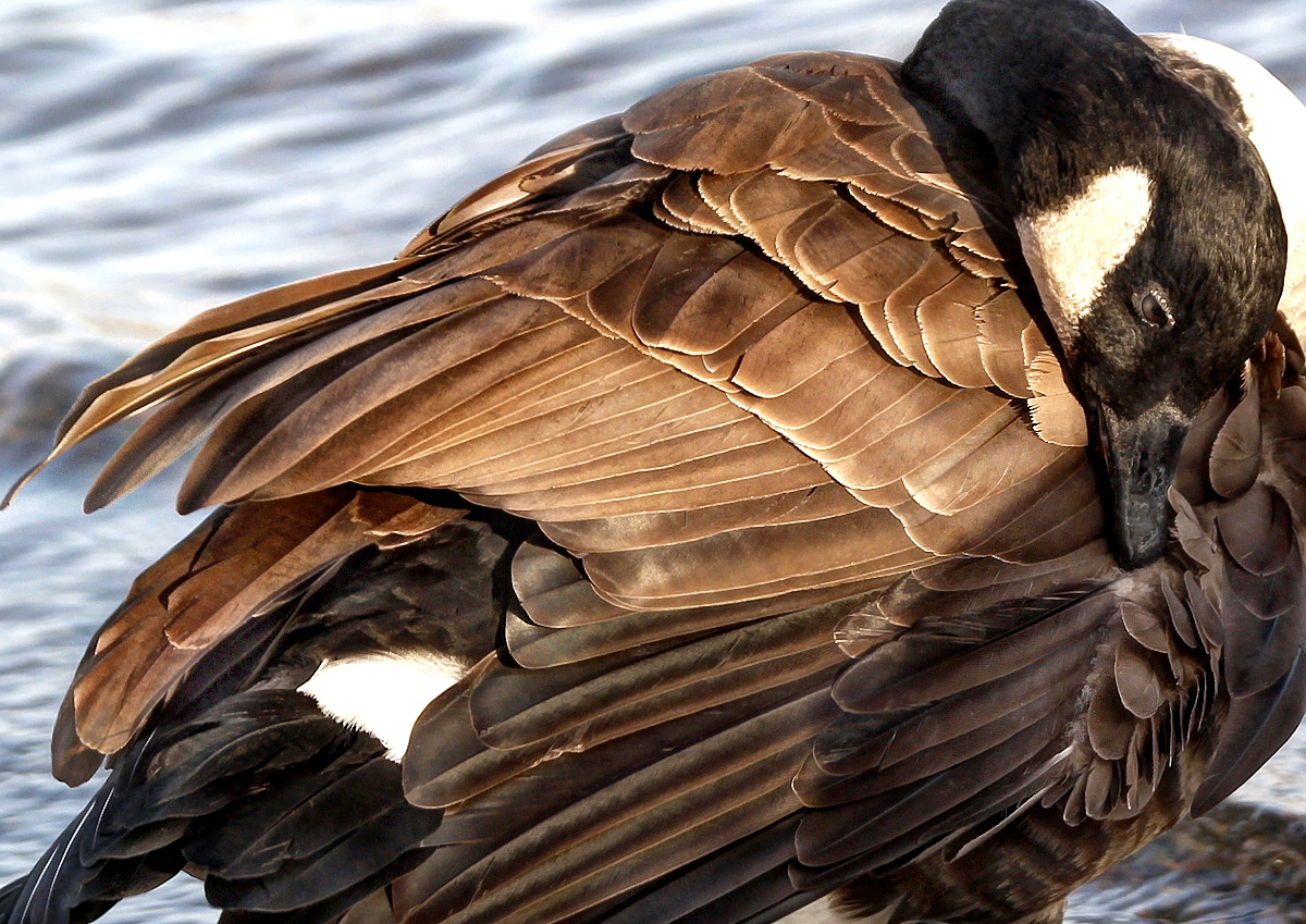 Canadian goose