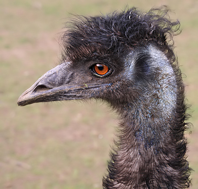 Emu