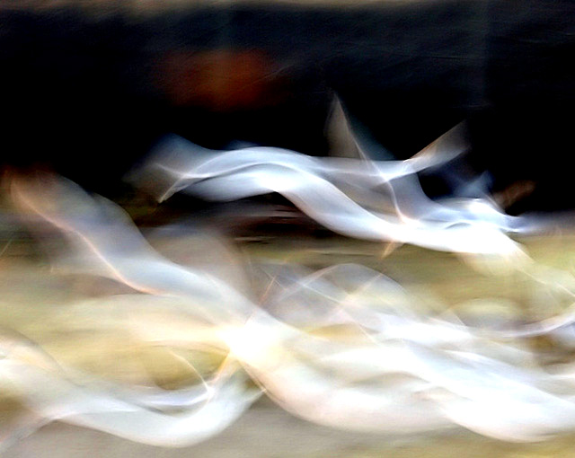 Gulls in flight