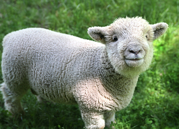 Smiling Sheep