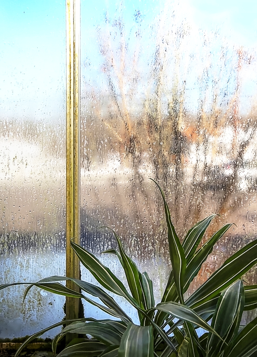 Spider Plant
