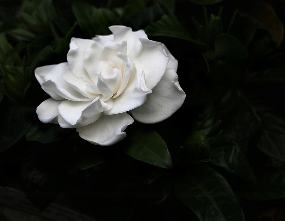 Gardenia