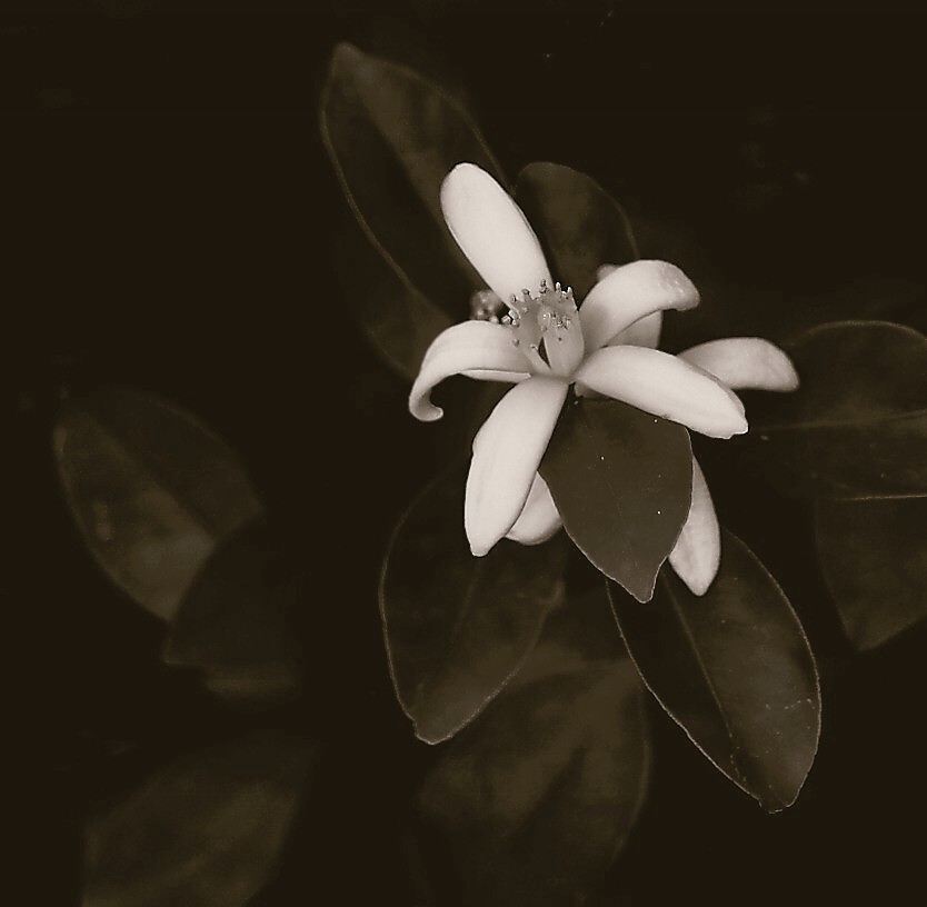 Blossom