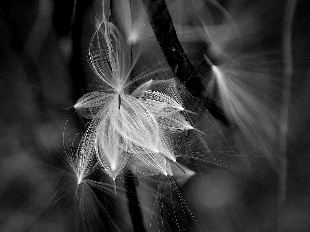 Greyscale-10