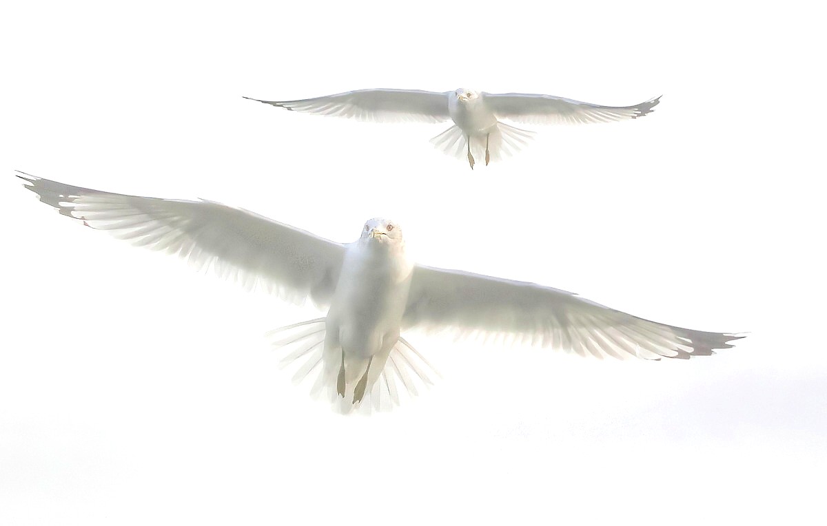 In Flight
