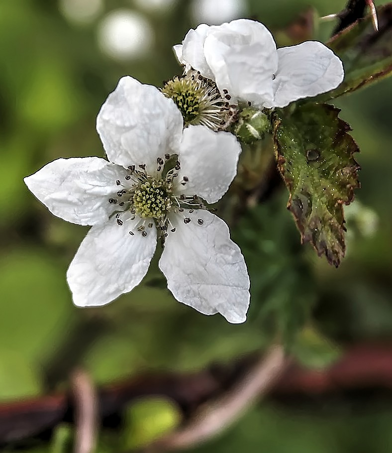 Wildflowers