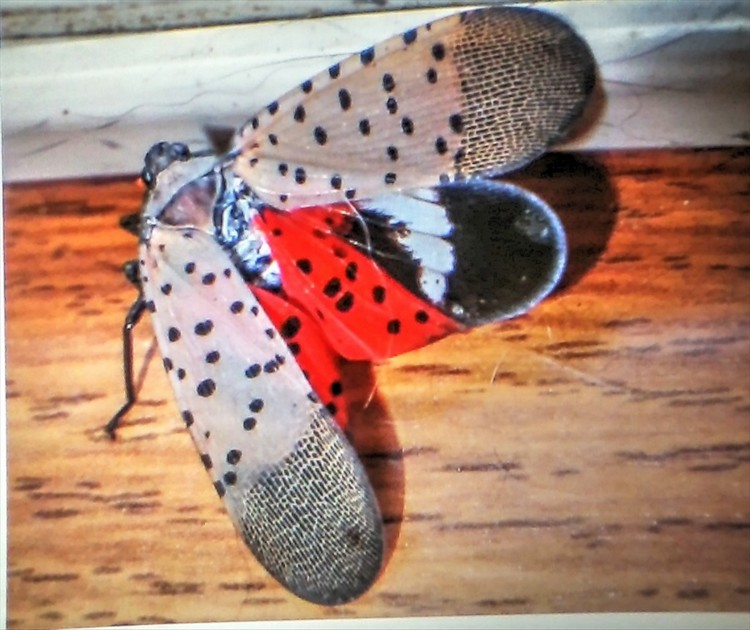 Spotted Lanternfly