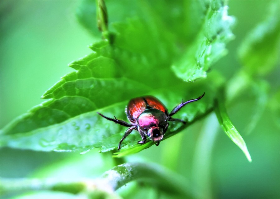 June Beetle