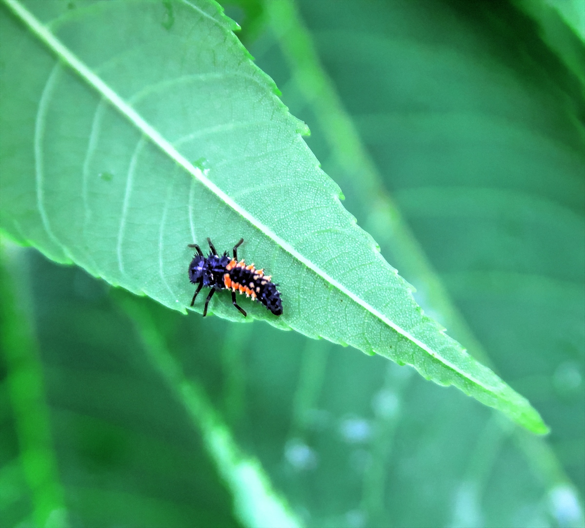 Leaf Roamer