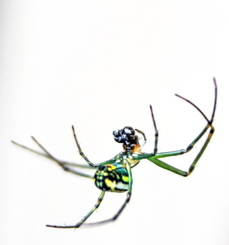 Spidey