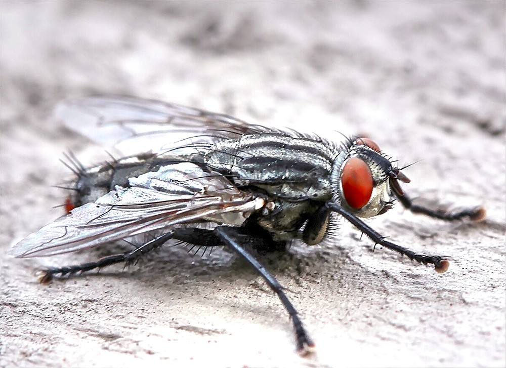 Red-eyed fly