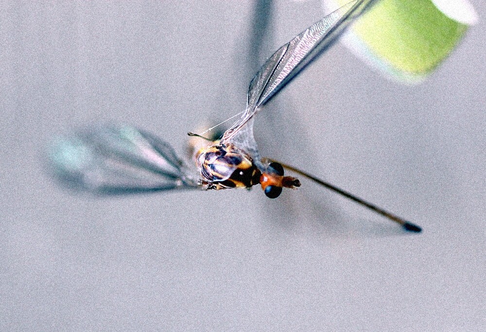 Tangled Web