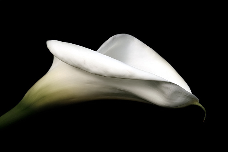 Simply Calla