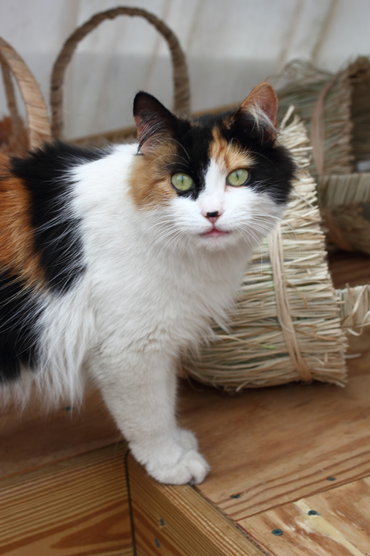 Petunia