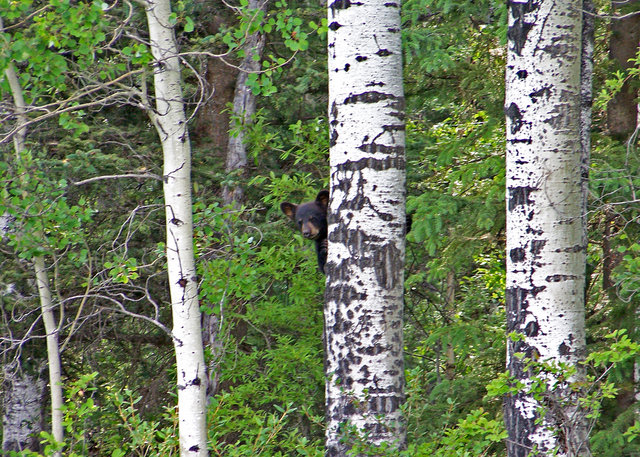 Bear in the Bush