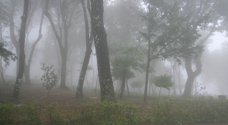enchanted-forest