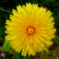 Bright Yellow