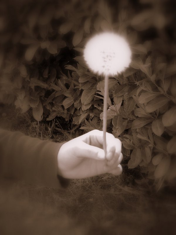 Dandelion