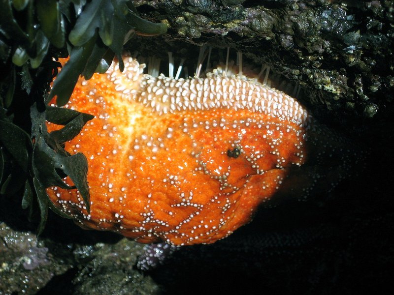 Starfish
