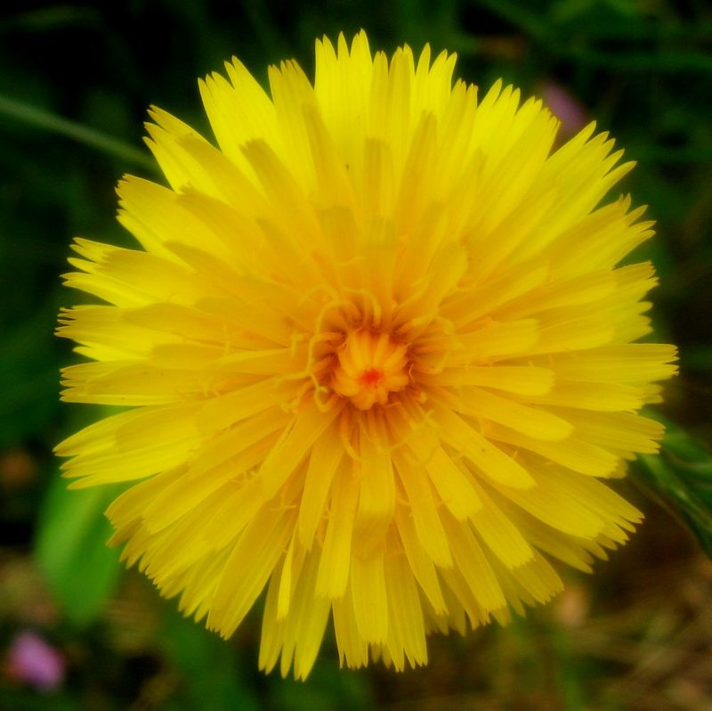 Bright Yellow